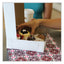 Bakery Boxes, 12 X 12 X 4, White, Paper, 100/carton